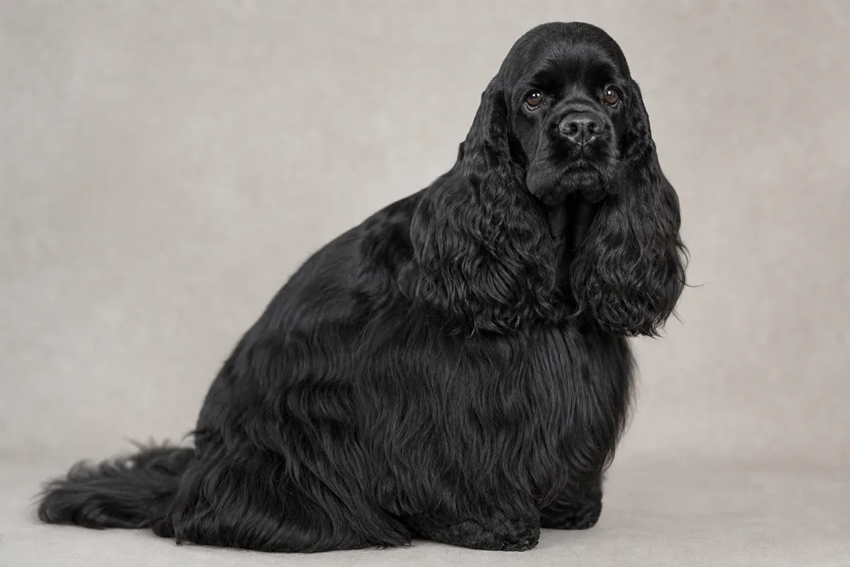 Adult American Cocker Spaniel with a jet black solid coat and silky feathering
