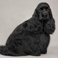 Black American Cocker Spaniel coat