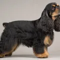 Black and tan American Cocker Spaniel coat