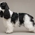 Black and white parti-color American Cocker Spaniel coat