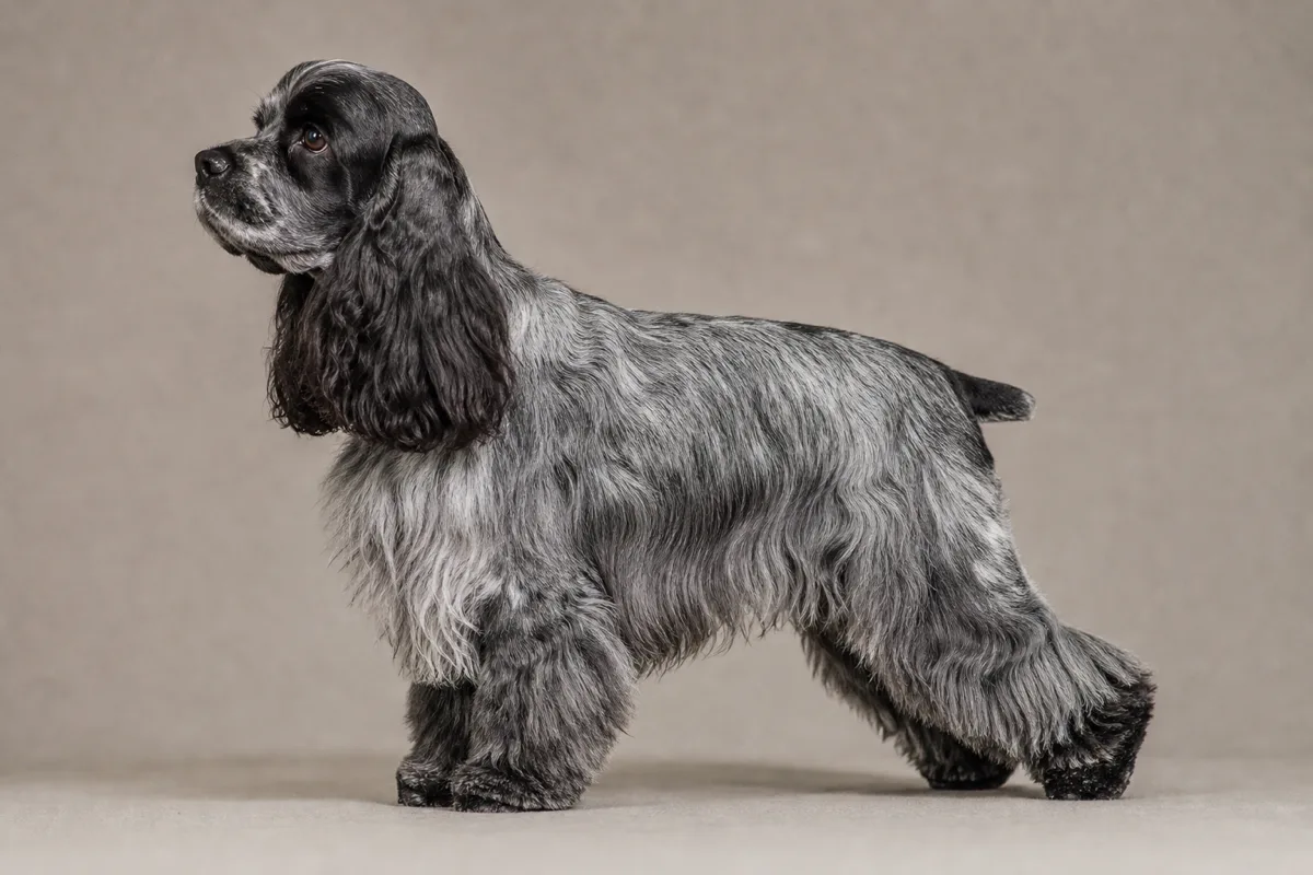 Adult blue roan American Cocker Spaniel with black hairs mixed through white