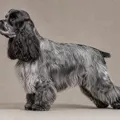 Blue roan American Cocker Spaniel coat