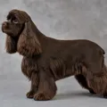 Brown American Cocker Spaniel coat