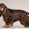 Brown and tan American Cocker Spaniel coat