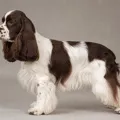 Brown and white parti-color American Cocker Spaniel coat