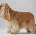 Buff American Cocker Spaniel coat