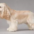 Cream American Cocker Spaniel coat