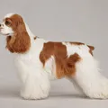 Red and white parti-color American Cocker Spaniel coat