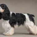 Tricolor American Cocker Spaniel coat