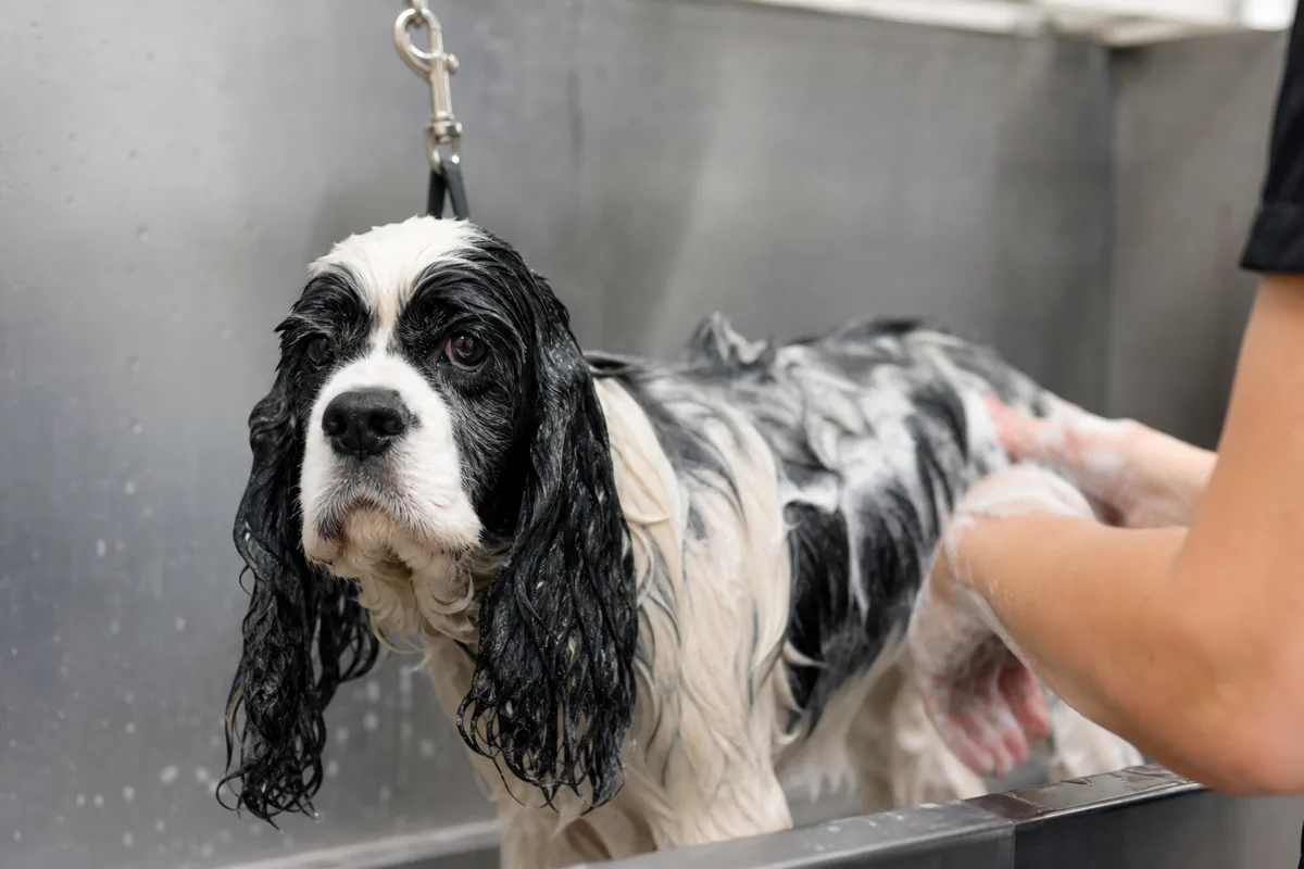 American Cocker Spaniel being gently shampooed during a grooming bath
