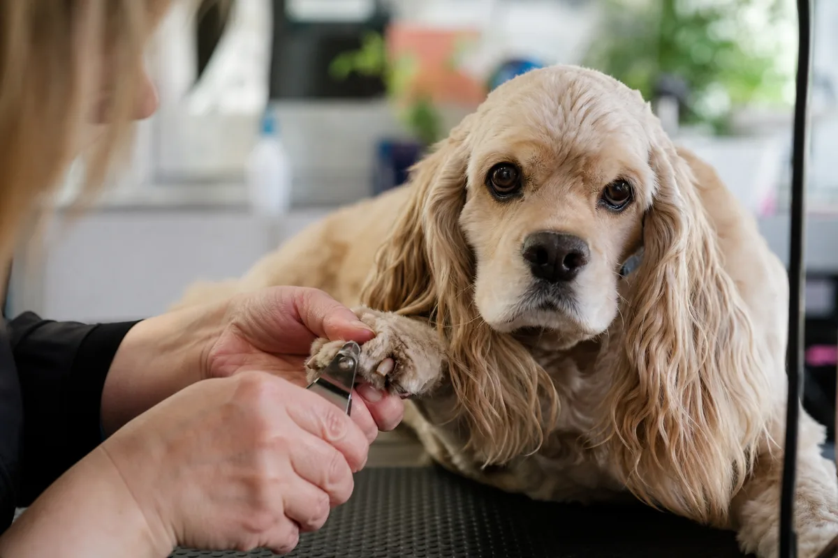 Groomer carefully trimming the nails and paw hair of an American Cocker Spaniel