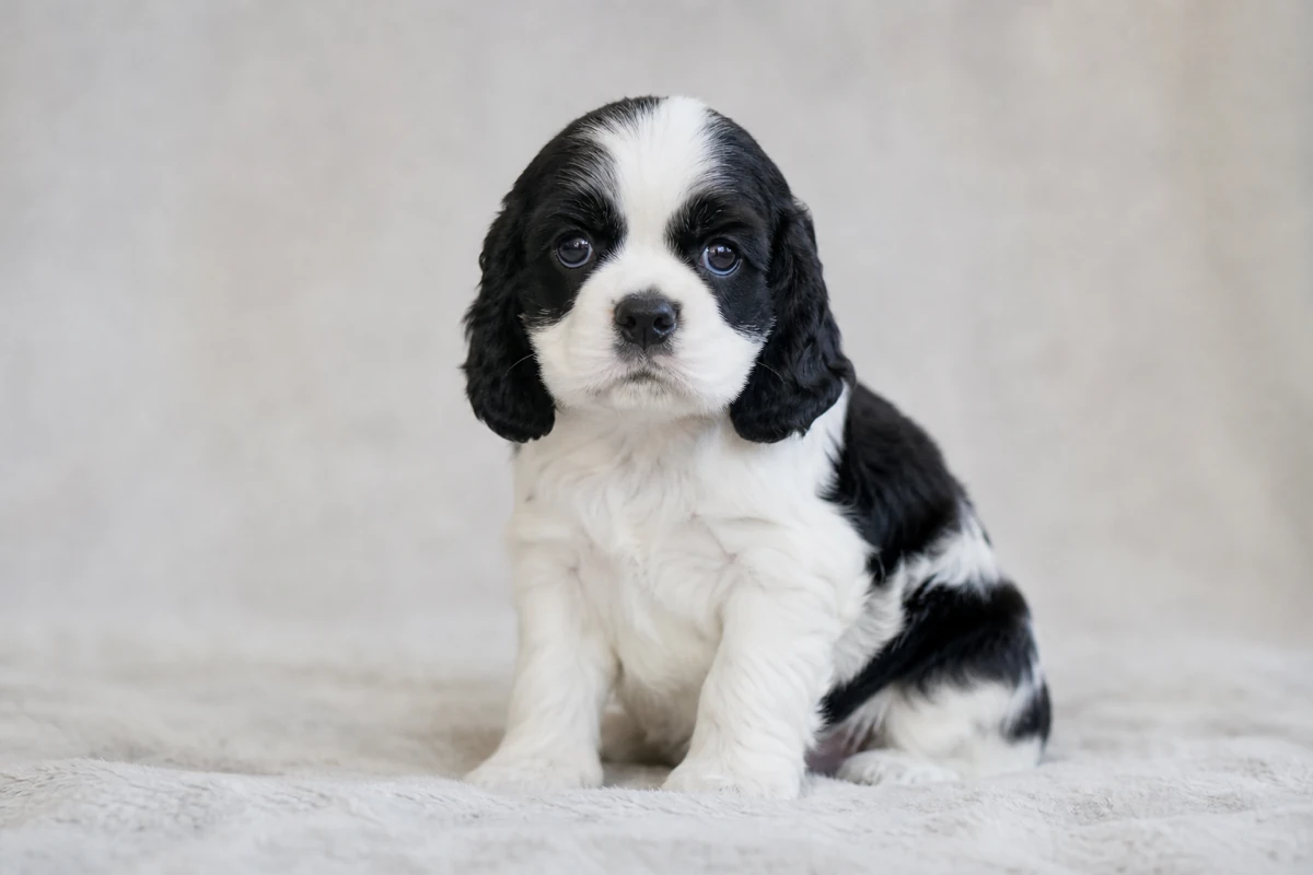 Black-and-white American Cocker Spaniel puppy sitting on a pale blanket