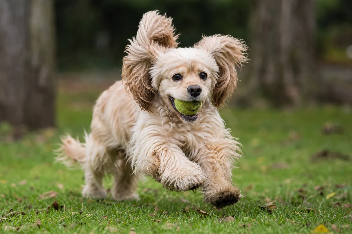 Buff American Cocker Spaniel running across grass while carrying a tennis ball